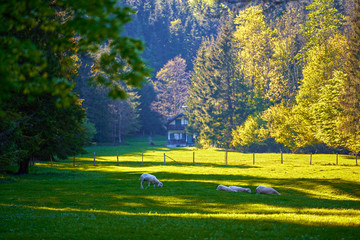 Beautiful mountain valley/field landscape with a forest in Austrian Alps. Traditional mountain house in Austrian Alps