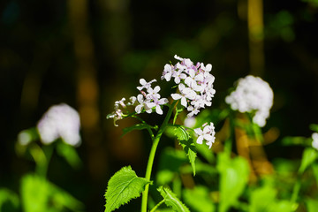 Hesperis matronalis in a forest. Austrian Alps.