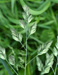Flowering Dactylis glomerata
