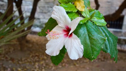 Hibiskus © Joaquin