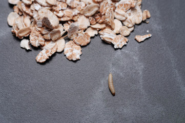 Moth larvae on black background.Close-up.Oat flakes on background