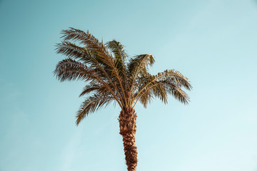 Background of beach with palms and summer time. 