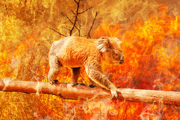 Koala bear on eucalyptus branch escape from australian bushfires in 2019 and 2020. Conceptual: save koala, global warming, natural disaster, climate change. Koala survival at risk.