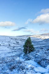 A panoramic scenic view of a snowy mountain trail track with small pine trees and mountain range summit in the background under a majestic blue sky and white clouds