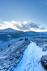 A scenic view of a snowy mountain trail track with small pine trees and mountain range summit in the background under a majestic blue sky and white clouds