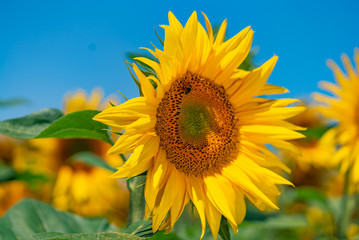 Fototapeta premium Summer. Field of sunflowers. Beautiful flower In the foreground, in the spotlight