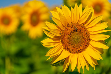Obraz premium sunflowers grow in the field in the summer of the background of the blue sky. Close-up