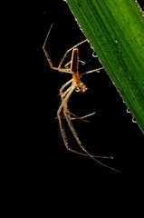 Spinne im Gegenlicht