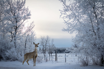 Winter scene of a white tail female deer standing in the winter snow
