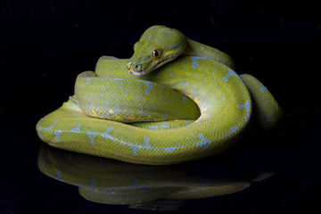 Green Tree Python (Morelia viridis) sorong locality isolated on black background.