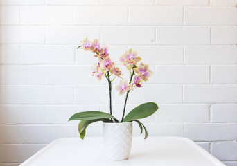 Close up of yellow and purple phalaenopsis orchid in white pot on table against painted brick wall...