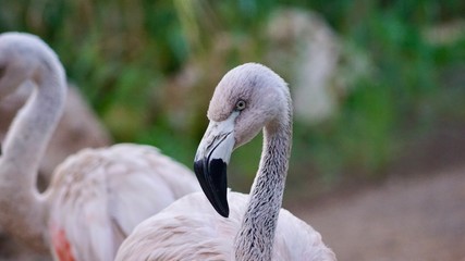 Fototapeta premium Flamingo