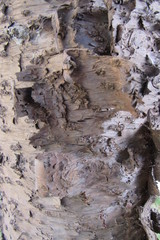 Fototapeta na wymiar Tree bark texture for background