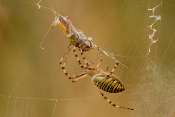Wespenspinne Argiope bruennichi