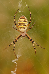 Wespenspinne Argiope bruennichi