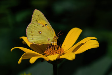 Orange sulfur butterfly or Colias eurytheme on perennial sunflower. The daisy-like perennial flowers are smaller than their annual cousins, but they are profuse and long-lasting.