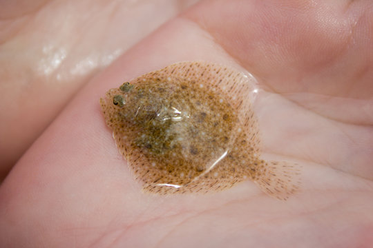 Flounder cub in the female hands - underwater world, food