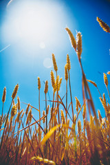 Cereal field on sunny day. View on golden ears of barley against the blurred background of blue sky. Bottom view. Agriculture, agronomy, industry concept. © zwiebackesser