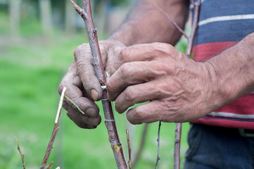 Peasant working hands in the mountains of Colombia