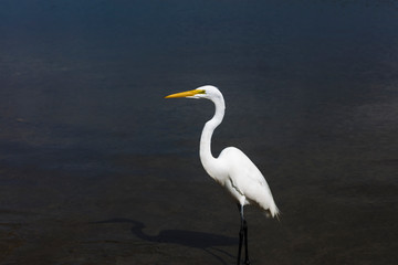 Great Egret in natural habitat