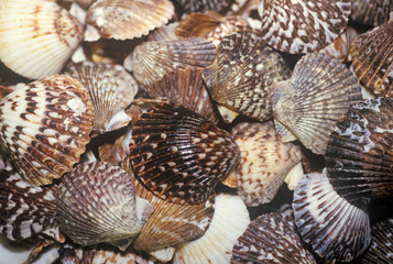Pile of Sea Shells, Ft. Myers, Florida