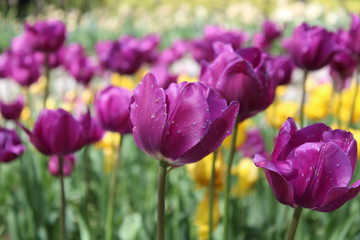 Tulipani Viola