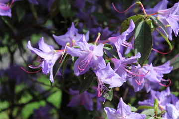Violette