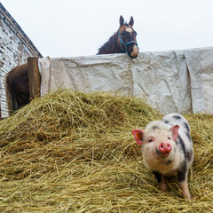 Piebald mini pig of the Vietnamese breed on horse background. Animal and agriculture concepts.