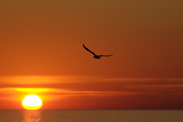 Fly away Abendstimmung an der Ostsee
