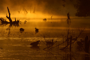 Gänse im Morgenlicht © Dirk