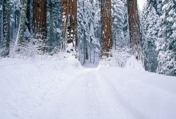 Winter Road in Sequoia National Park, California