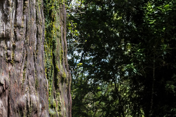 Corteza de Alerce (Fitzroya cupressoides) con fondo de bosque