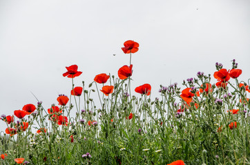 Fototapeta na wymiar Poppies with white background .