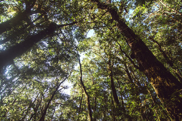 Fototapeta premium Top Trees in the forest ant shot