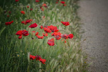 Beautiful field of poppies surrounded by green .