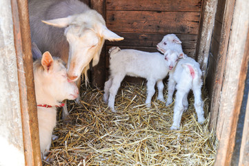 Domestic goat with born kids in a barn