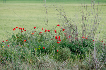 Beautiful field of poppies surrounded by green .