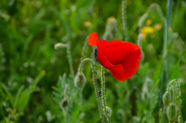 Background of poppies surrounded by green .