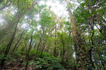 Rainforest in Doi Inthanon National Park , Thailand