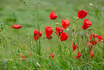 Beautiful field of poppies surrounded by green
