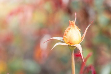 Isolated Fresh Rose, close up;