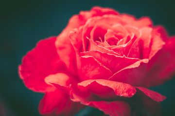 Isolated Fresh Rose, close up; vintage style