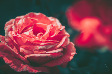 Isolated Fresh Rose, close up; vintage style