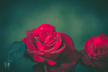 Isolated Fresh Rose, close up; vintage style