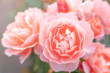 Fresh Rose background; close up;