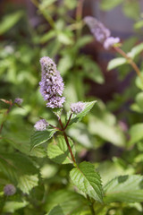 Fresh mint blossoms outdoors, mint flowers close up