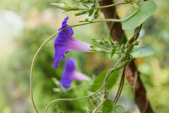 Closeup of purple blue colored field bindweed flowers (Convolvulus arvensis) also known as morning glory flower in fool bloom 