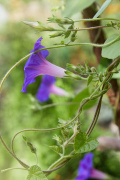 Closeup of purple blue colored field bindweed flowers (Convolvulus arvensis) also known as morning glory flower in fool bloom 