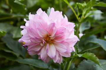 Fototapeta premium Dahlia Flower, Big Brother, growing in garden. Vivid blossom of dahlia. 