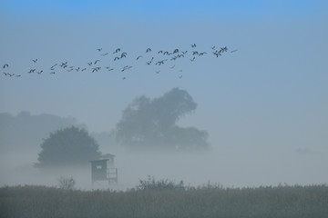 Nebelstimmung am Guenzer See